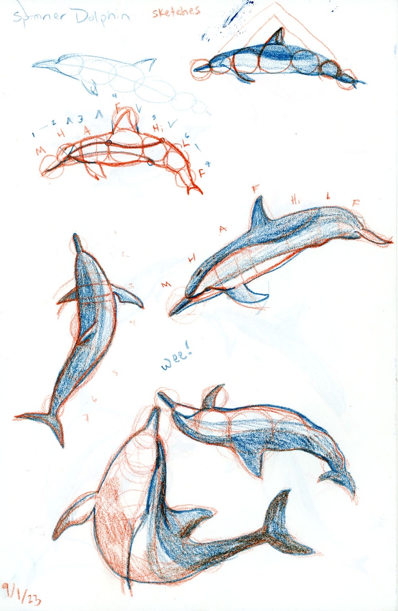 Pirate Dolphins